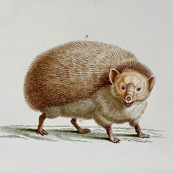 Antique Original from 1808 J. Bapt. Huet [1745-1811]; HEDGEHOG Shrew - Hand coloured stipple engraving - Mammals