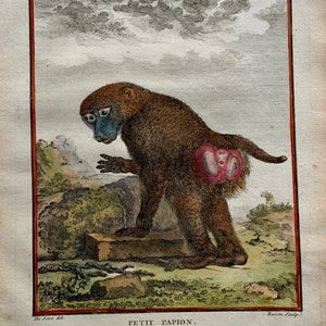 Antique Original from 1766 De Seve Woolly GUINEA BABOON large QUARTO edition hand colored engraving Mammal image 2