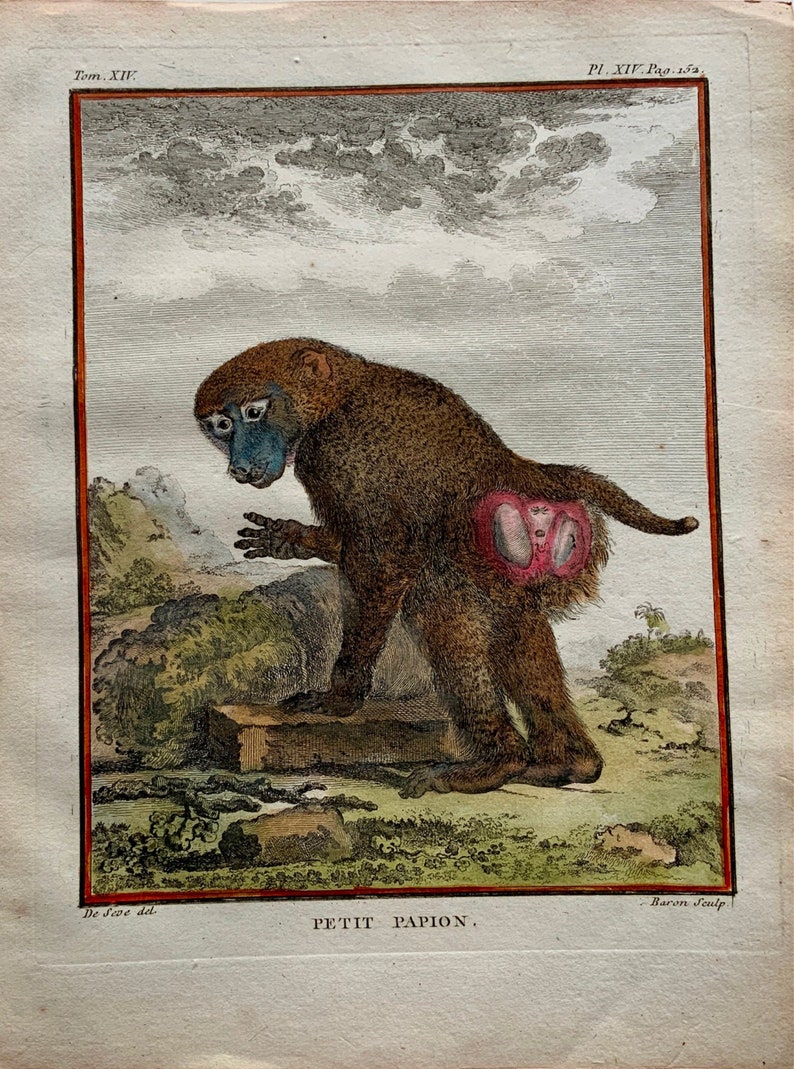 Antique Original from 1766 De Seve Woolly GUINEA BABOON large QUARTO edition hand colored engraving Mammal image 2