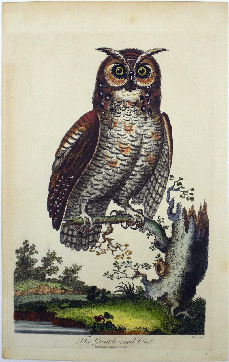 The Great Horned Owl Original Colour 1798 After George Edwards Ornithology