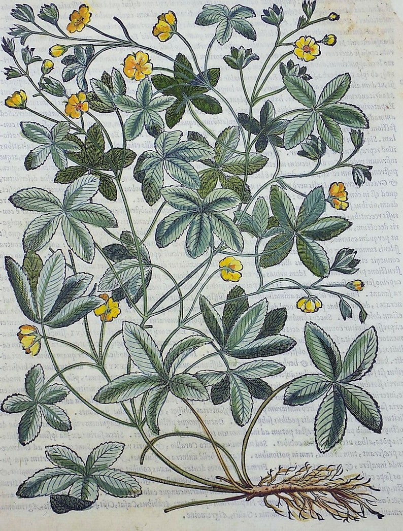 Liberale 1565 W Mayerpeck G Botany Folio Woodcut Cinquefoil Hand Colour