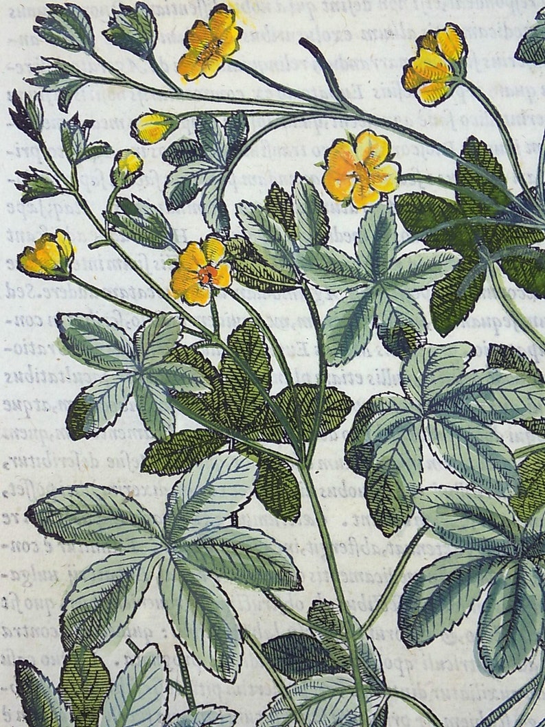 Liberale 1565 W Mayerpeck G Botany Folio Woodcut Cinquefoil Hand Colour