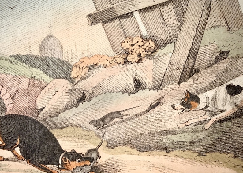 hand coloured aquatint RAT HUNTING 1823 Sherwood after Alken