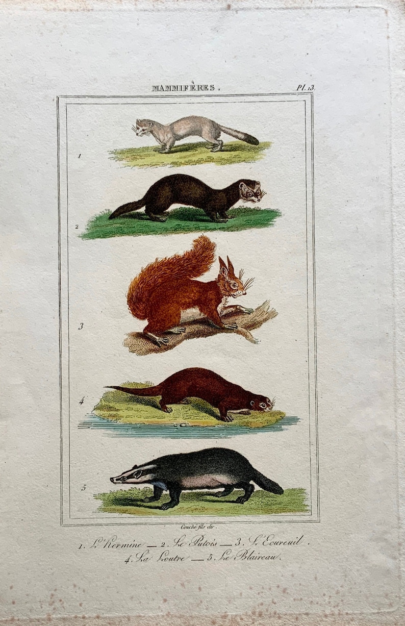 4to engraving 1779 Baron; J WILD CAT BIZAAM de Seve Mammal