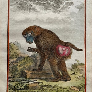 Antique Original from 1766 De Seve Woolly GUINEA BABOON large QUARTO edition hand colored engraving Mammal image 1