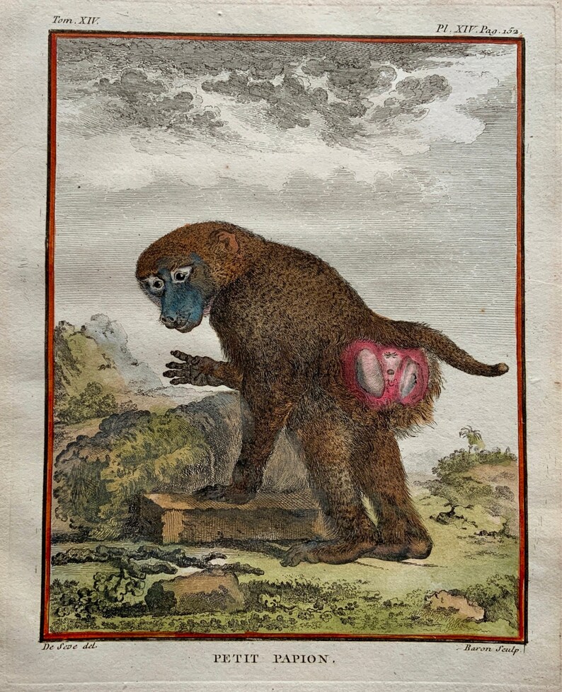 Antique Original from 1766 De Seve Woolly GUINEA BABOON large QUARTO edition hand colored engraving Mammal image 1