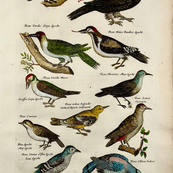 1657 Matthaus Merian, Pics Picus, Oiseaux, Beau feuillet couleur à la main, Ornithologie