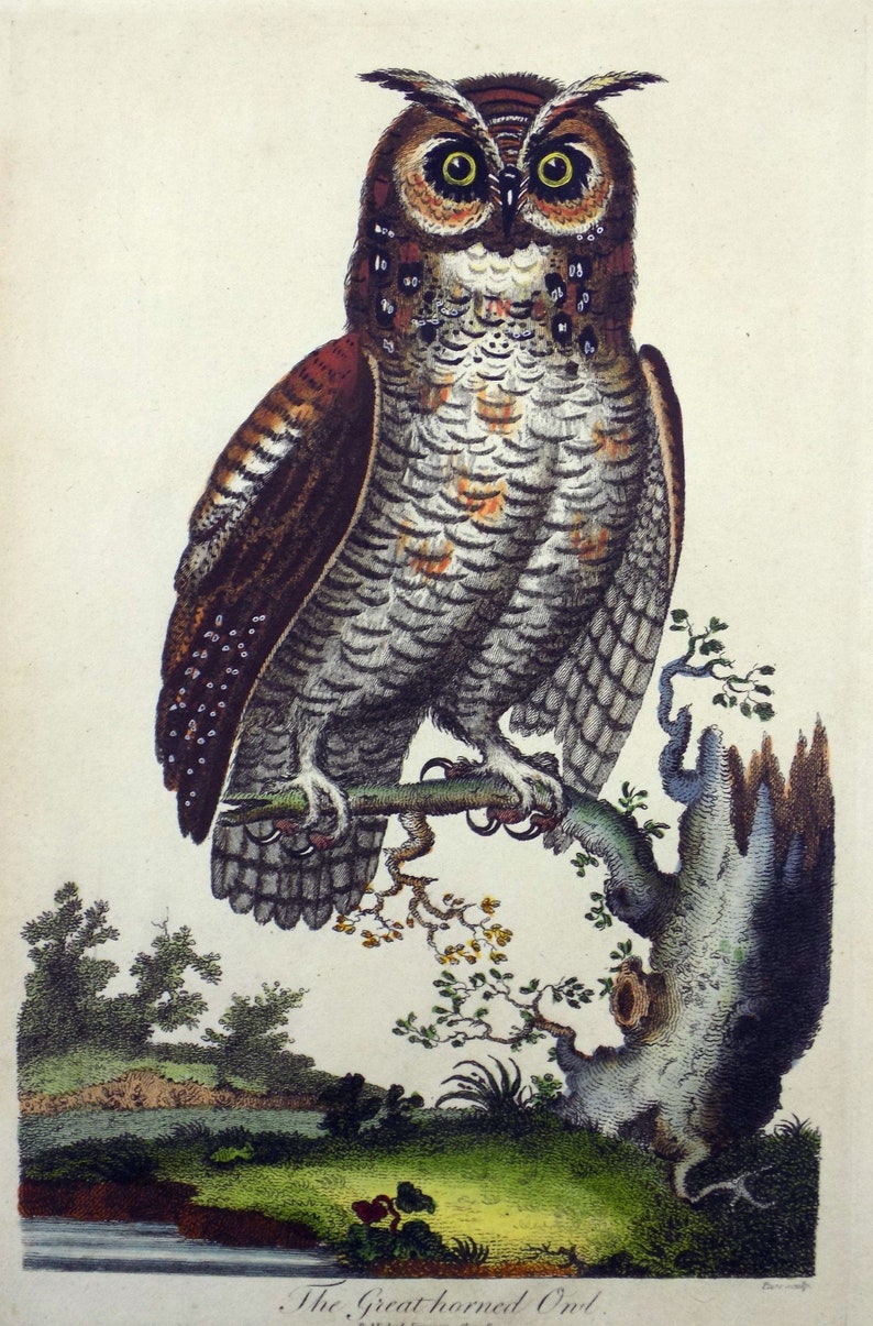 The Great Horned Owl Original Colour 1798 After George Edwards Ornithology