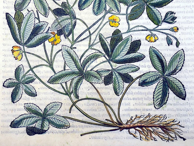 Liberale 1565 W Mayerpeck G Botany Folio Woodcut Cinquefoil Hand Colour