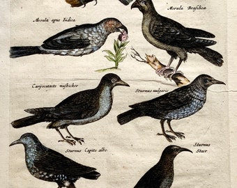 Antique Original from 1657 Mat. Merian - Ornithology: Starlings - Folio hand coloured engraving