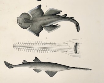 Antique Original from 1833 H. Schinz (1777-1861) SHARKS Swordfish etc. - Handcol. lithograph - Antique Fish. Aquatic.