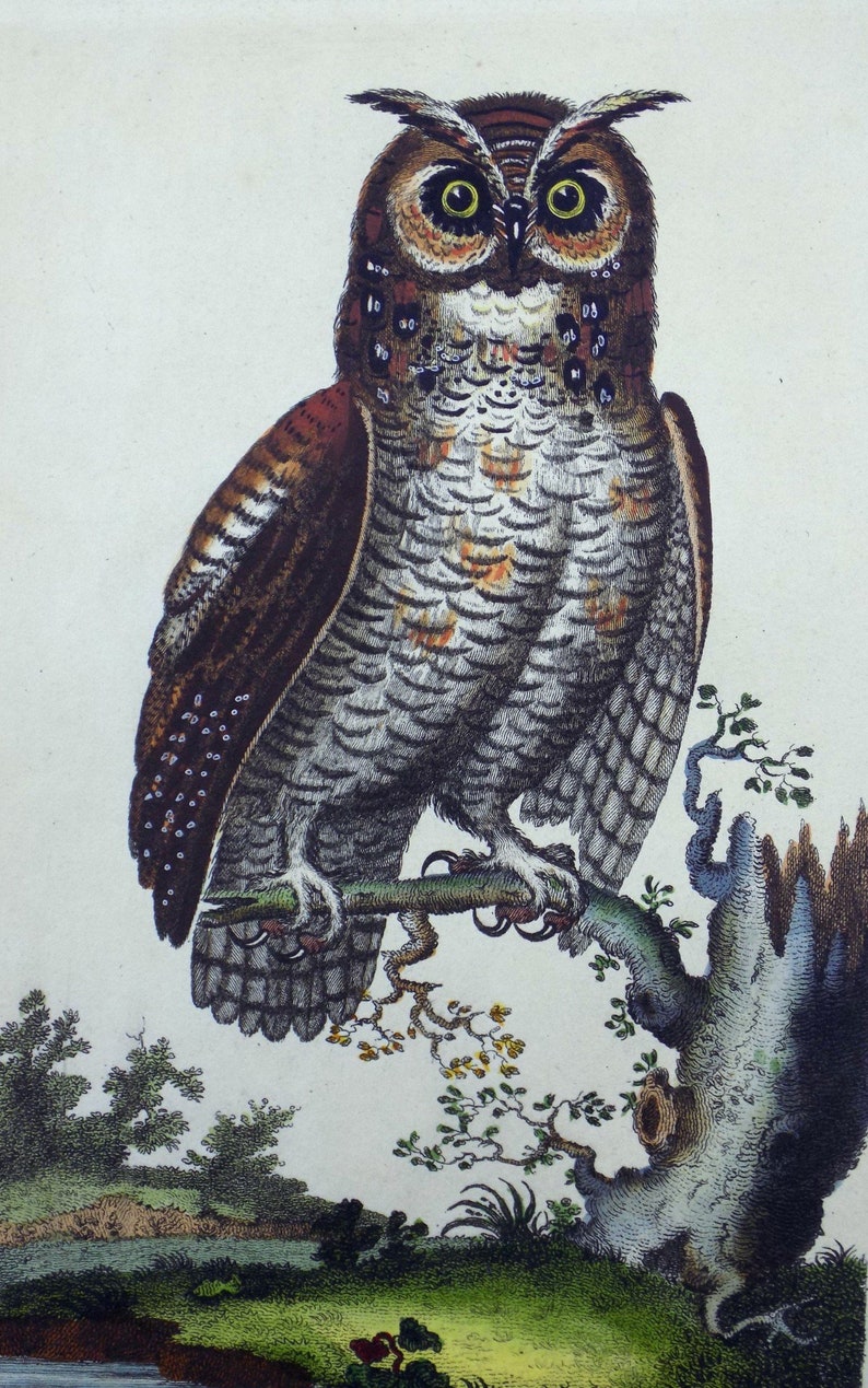The Great Horned Owl Original Colour 1798 After George Edwards Ornithology