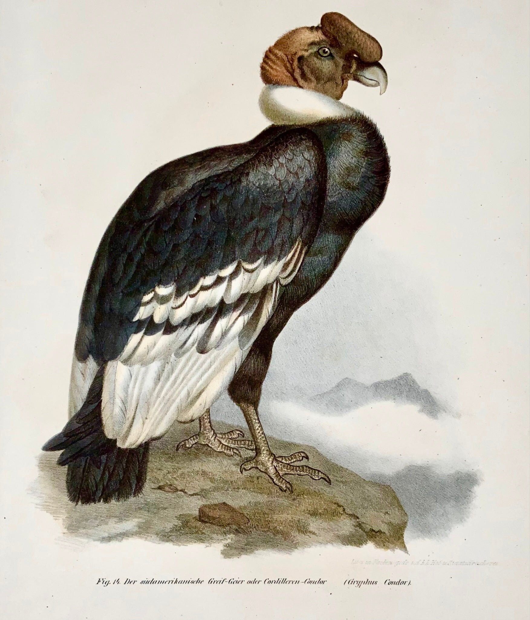 Gezamenlijk maat Bedankt Condor vulture - Etsy Nederland
