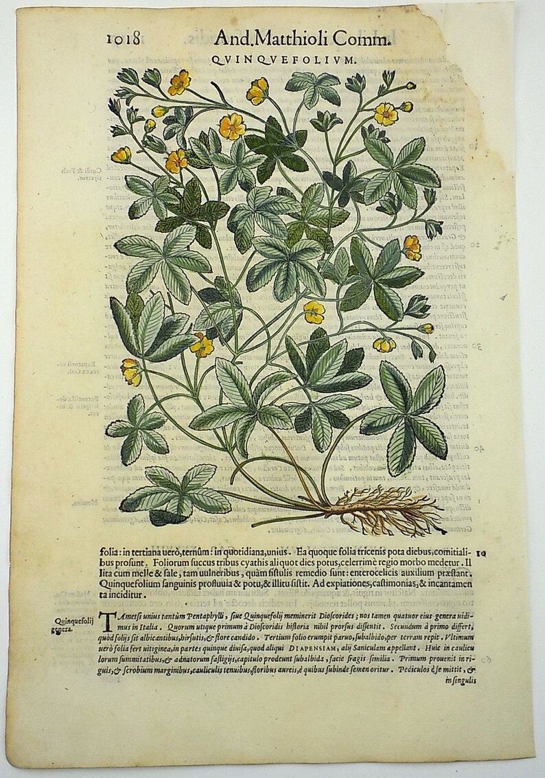 Liberale 1565 W Mayerpeck G Botany Folio Woodcut Cinquefoil Hand Colour