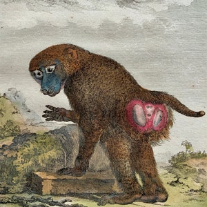 Antique Original from 1766 De Seve Woolly GUINEA BABOON large QUARTO edition hand colored engraving Mammal image 3