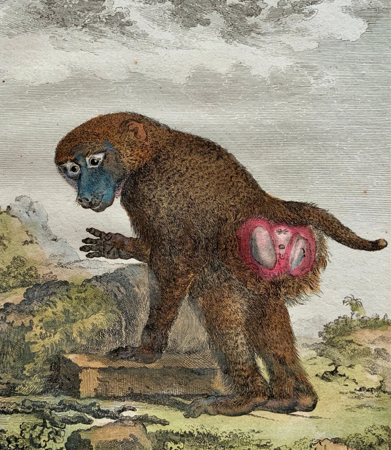 Antique Original from 1766 De Seve Woolly GUINEA BABOON large QUARTO edition hand colored engraving Mammal image 3