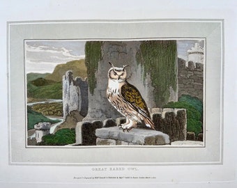 1807 William Daniell, Great Eared Owl, ornithology, hand coloured aquatint