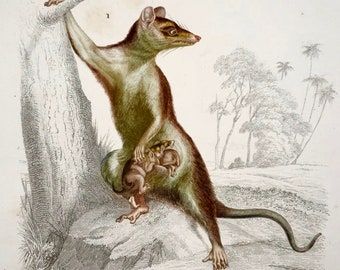 1840 Mouse opossum, marsupials, Ed Travies, hand colour, engraving, mammals