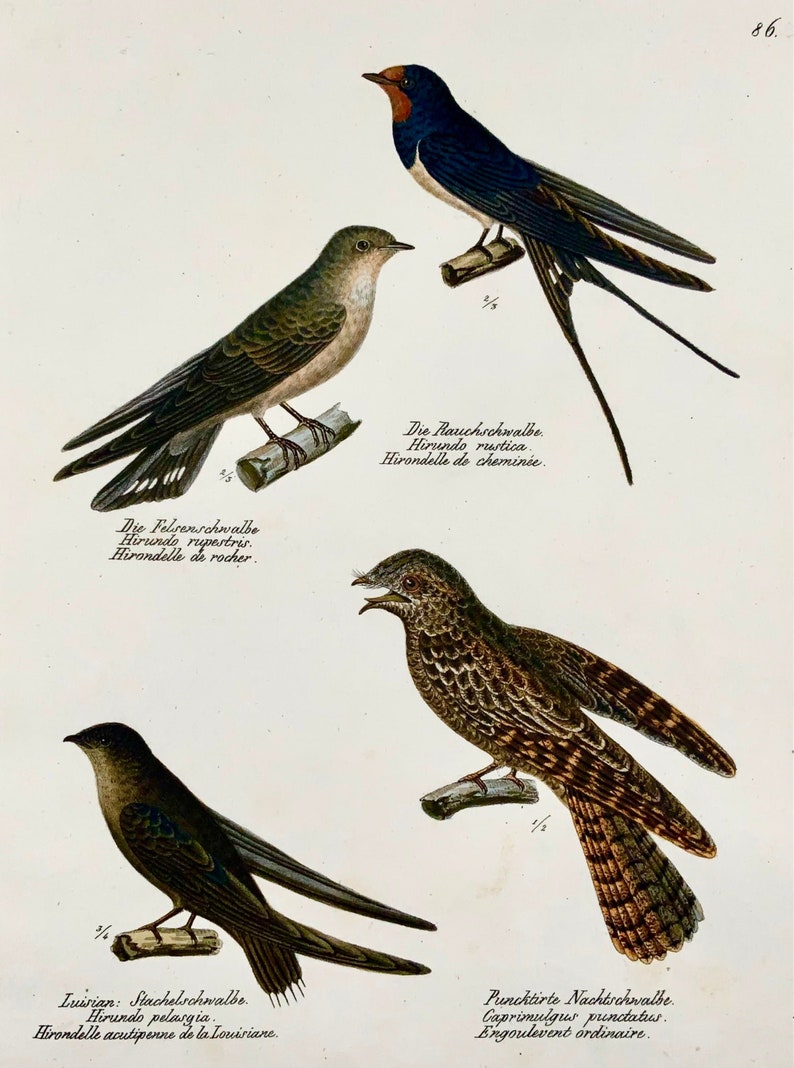 1830 SWALLOWS, Birds Ornithology Brodtmann hand coloured FOLIO lithograph image 1