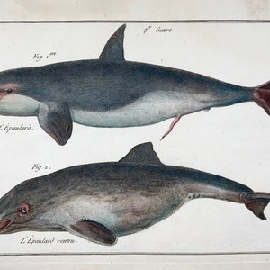 1789 Orca, balene, mammiferi, Benard sc. quarto, colore a mano, incisione, vita marina