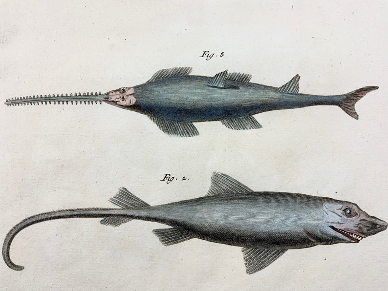 1780 Martinet SHARKS hand coloured large folio 38 cm engraving Fish