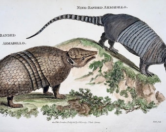 1800 Armadillos, mammals, fine first impression, hand colour