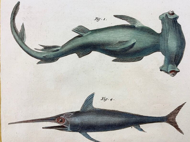 1780 Martinet SHARKS hand coloured large folio 38 cm engraving Fish