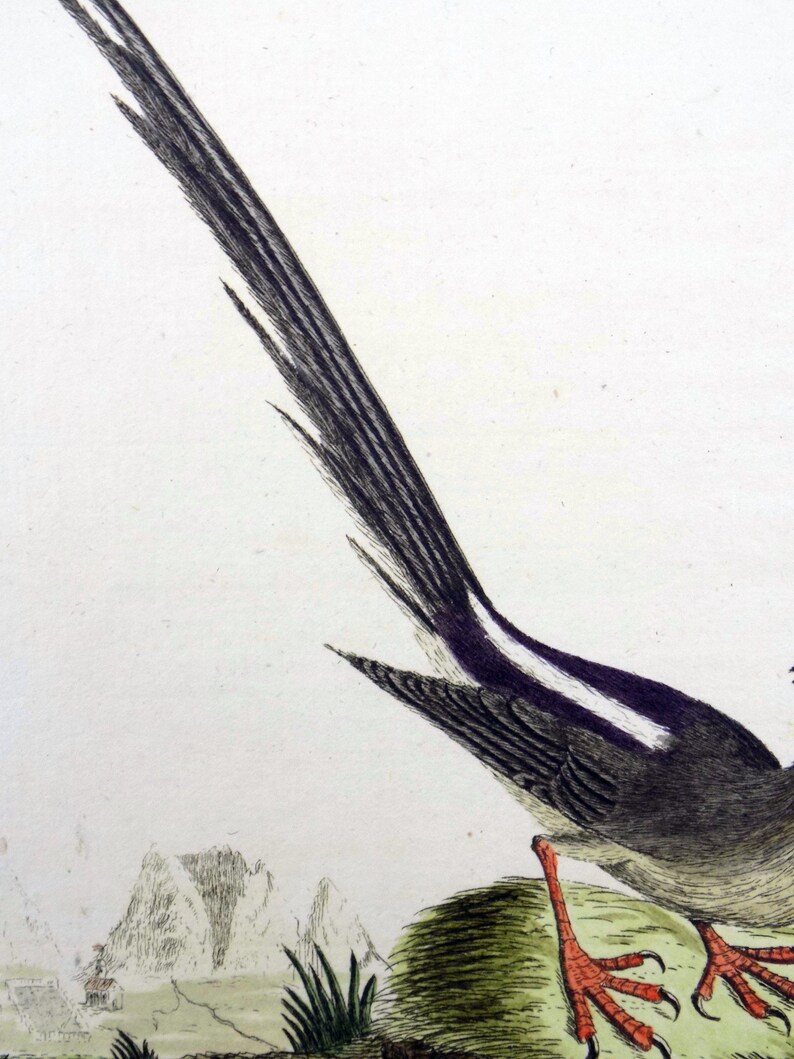 1785 John Latham Synopsis hand coloured engraving MOUSEBIRD Africa