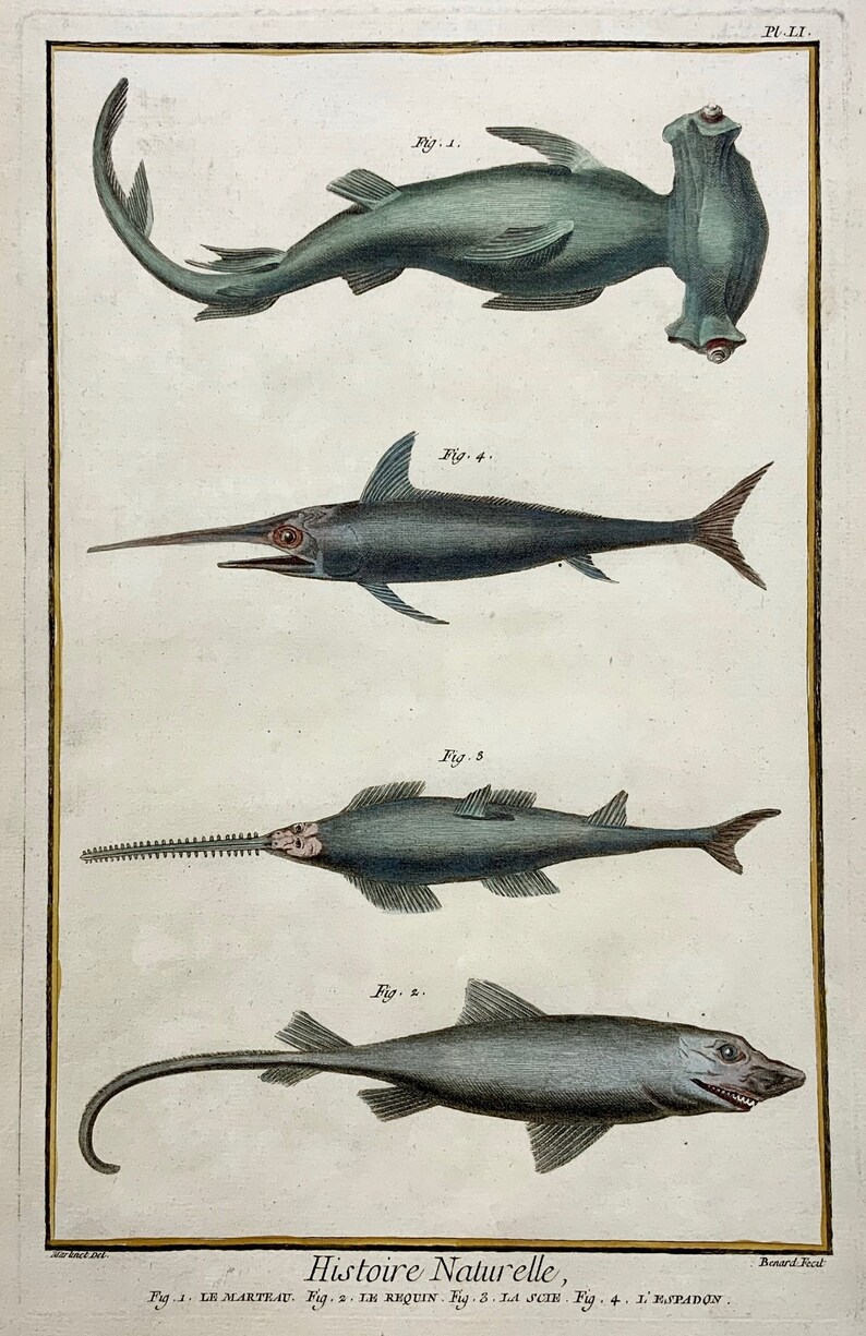 1780 Martinet SHARKS hand coloured large folio 38 cm engraving Fish