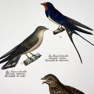 1830 SWALLOWS, Birds Ornithology Brodtmann hand coloured FOLIO lithograph image 3