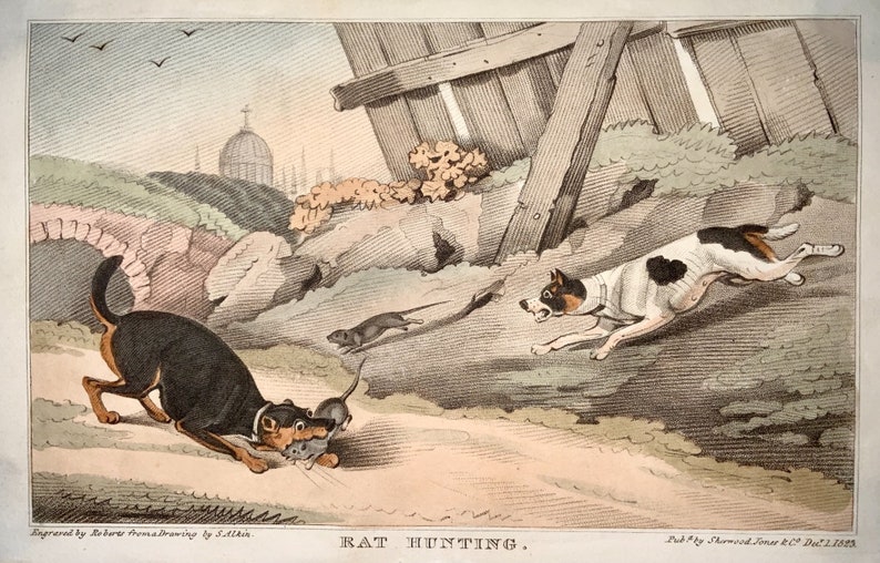 hand coloured aquatint RAT HUNTING 1823 Sherwood after Alken