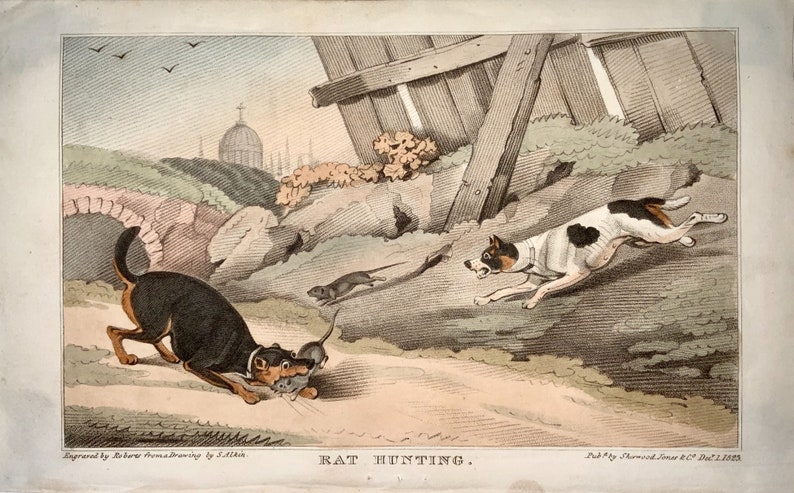 hand coloured aquatint RAT HUNTING 1823 Sherwood after Alken