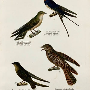 1830 SWALLOWS, Birds Ornithology Brodtmann hand coloured FOLIO lithograph image 2