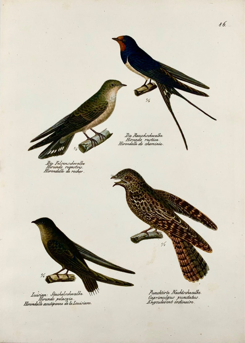 1830 SWALLOWS, Birds Ornithology Brodtmann hand coloured FOLIO lithograph image 2