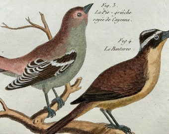 1789 Pies-grièches, Benard sc. in-4, coloriage, gravure, ornithologie