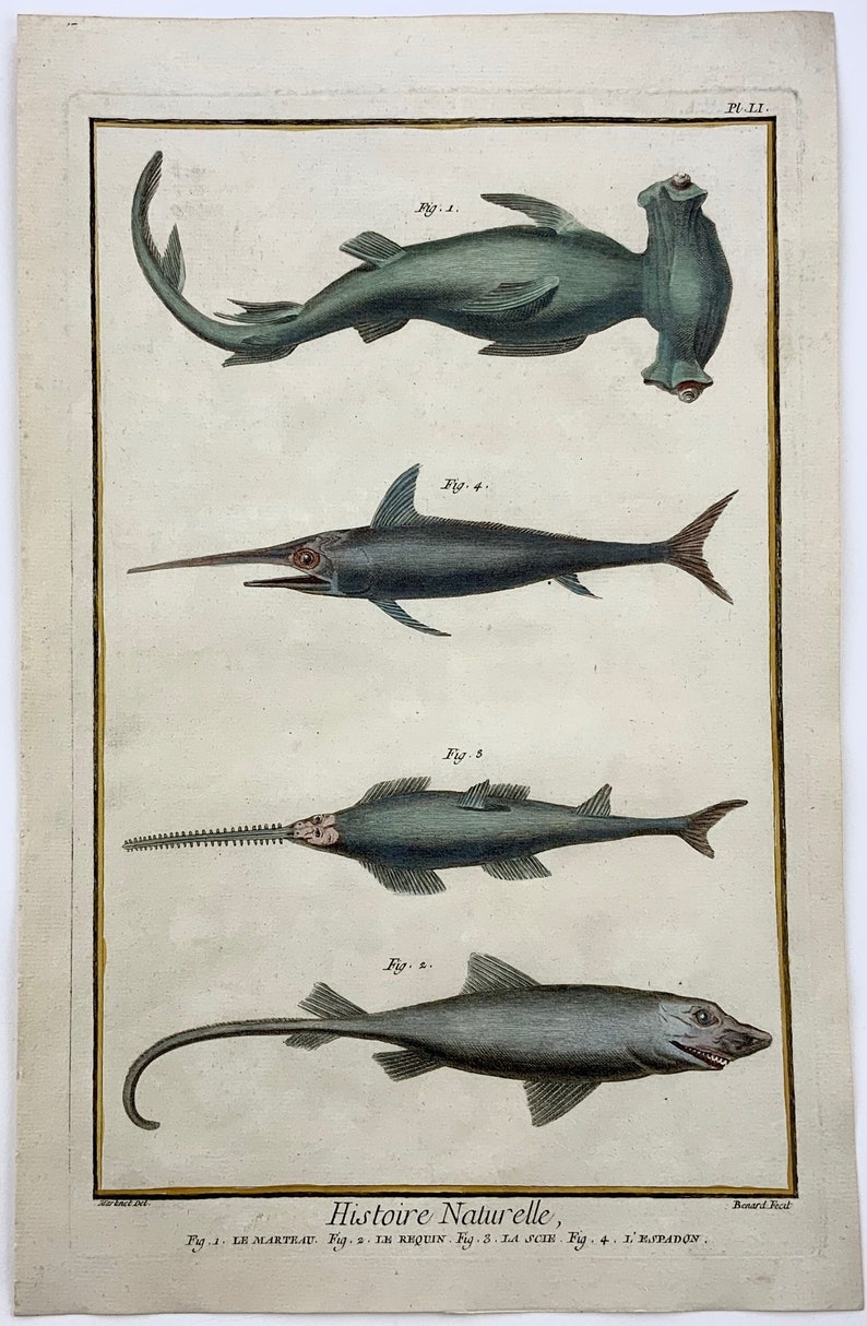 1780 Martinet SHARKS hand coloured large folio 38 cm engraving Fish