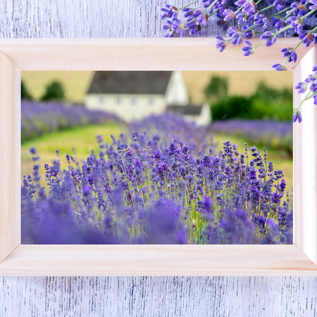 Fields of Lavender Framed Wall Art Photograph Print Purple Decor Spring ...