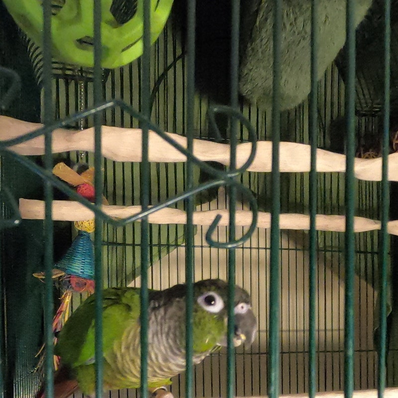 Illustration of Custom Wood Bird Cages With Perches