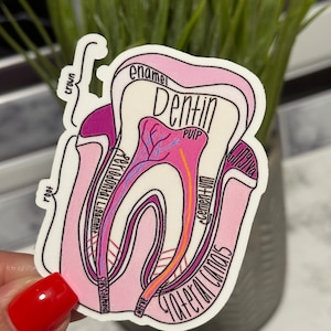 Sticker anatomie dentaire/Pour étudiants en médecine dentaire/Guide d'étude de l'anatomie dentaire Sticker