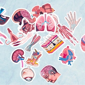 20 Mini Pastel Human Anatomy Organs/ Study Guide Stickers/Body Organs Stickers