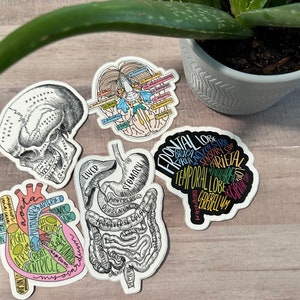 Anatomy Stickers /For Medical Students/Study Guide Stickers