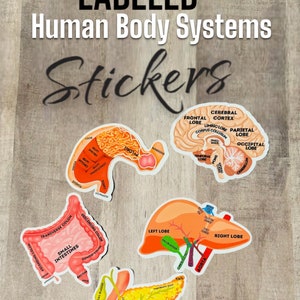 Anatomy Diagram Sticker/ Study Guide Vinyl Stickers/Labeled Human Anatomical Sticker Set