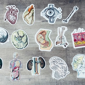 Vintage Anatomy Sticker Set / Anatomy Study Guide Material