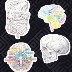 Anatomical Sticker / Anatomy Study Guide Vinyl Stickers