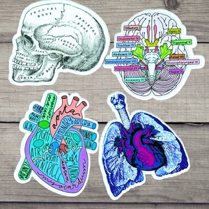 Anatomy Diagram Stickers / Human Body  Sticker Set