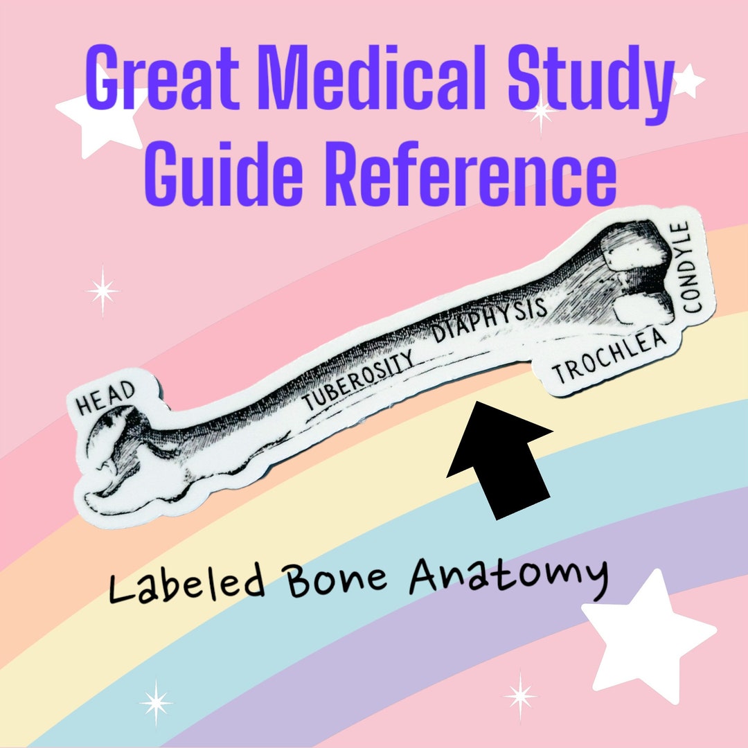 Bone Anatomy Labeled Reference Sticker - Etsy