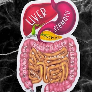 Human Body Organs Sticker/ For Medical School Students /Labeled Anatomy Diagram Sticker