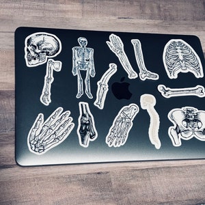 Human Anatomy Sticker Set/ Skeleton Bone Stickers/ Human Anatomy Sticker/Medical Student Study Sticker for Doctors