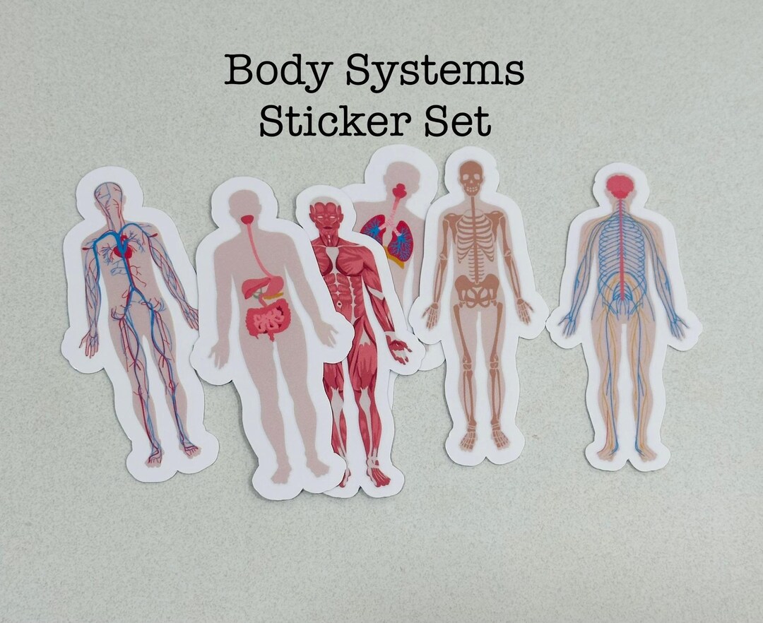Complete System Sticker Medical Stickers/human Body Organs System Set/for Medical Students ...