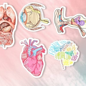 Nursing Medical Diagram Stickers/Anatomy Sticker / Med Student Medical Study Guide Labeled Stickers